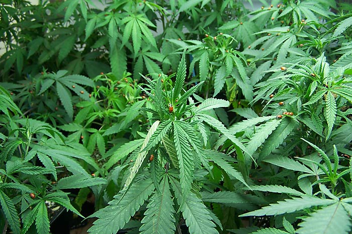 lady bugs on cannabis
